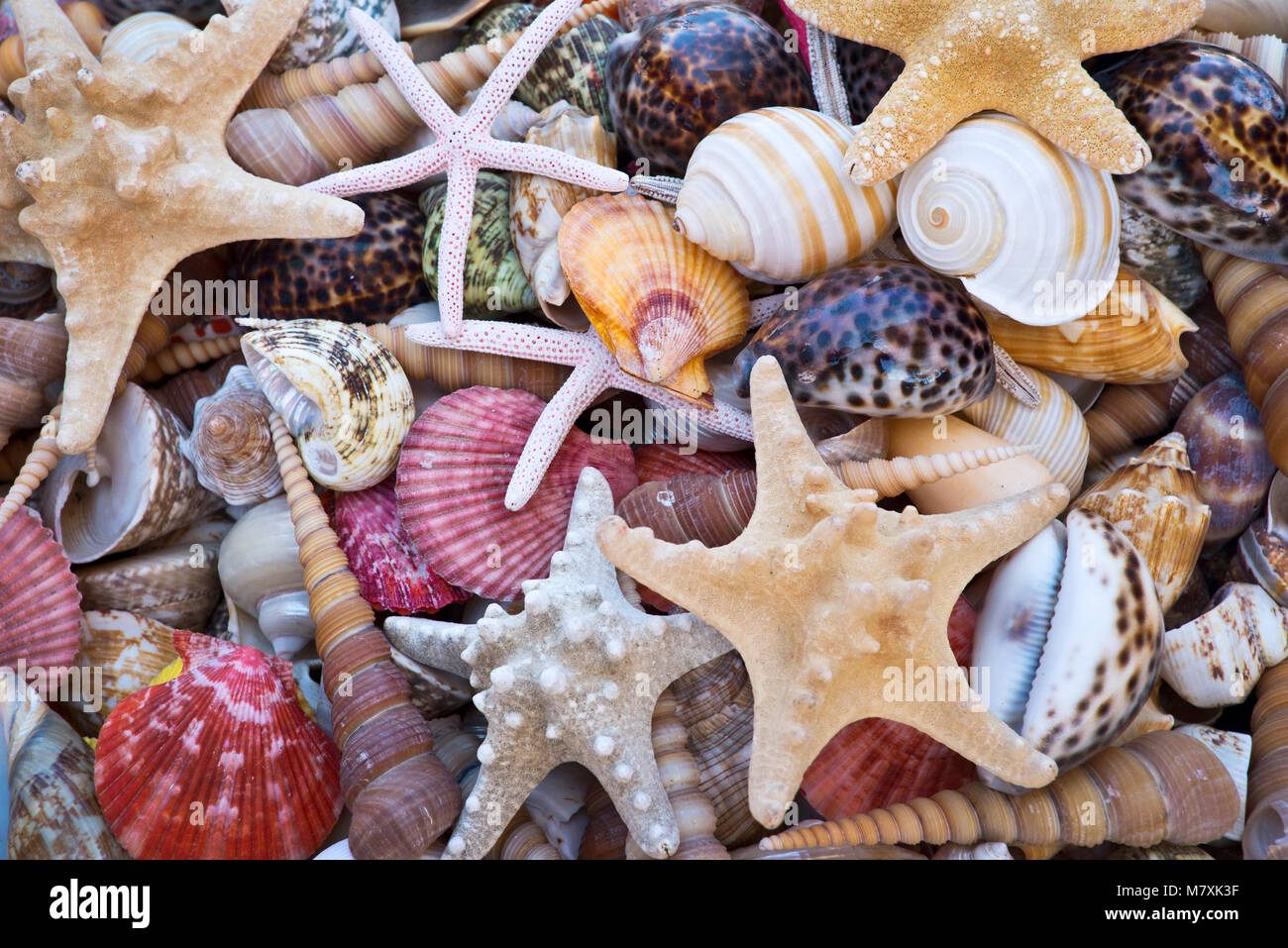 Muscheln und Seesterne Hintergrund Stockfoto