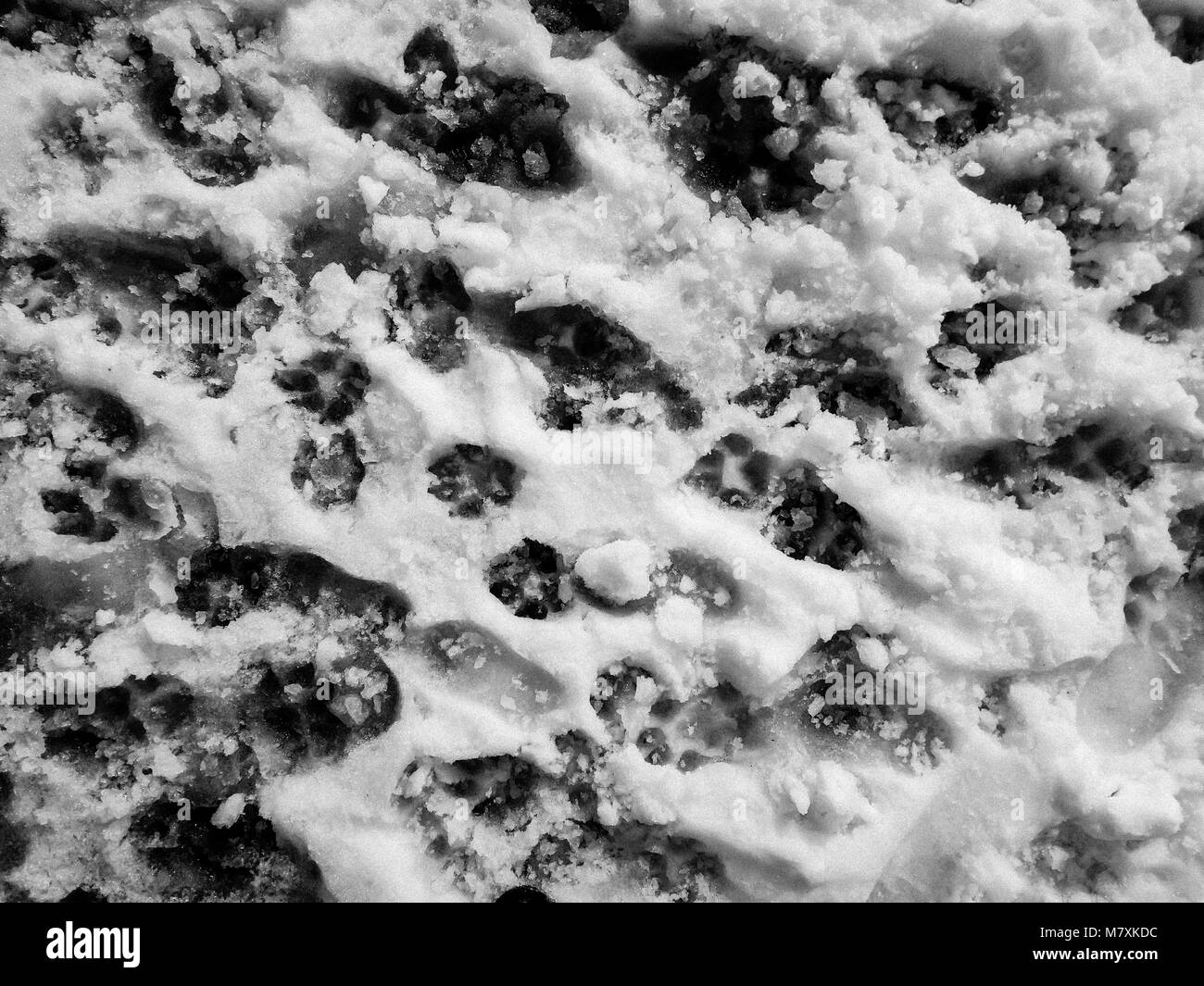 Viele Spuren im Schnee. Stockfoto
