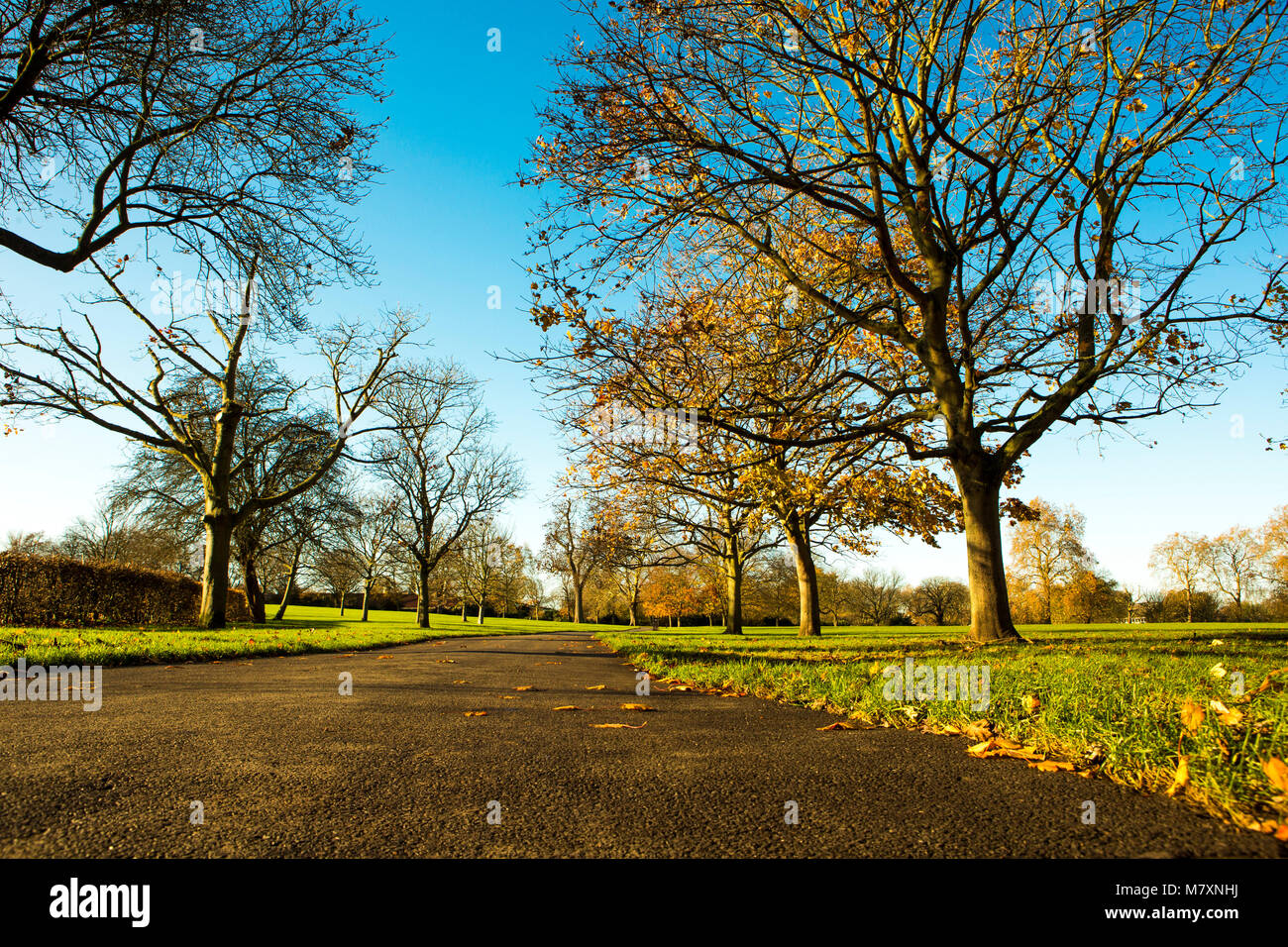 Ein herbstlicher Spaziergang durch einen Park in London. Stockfoto