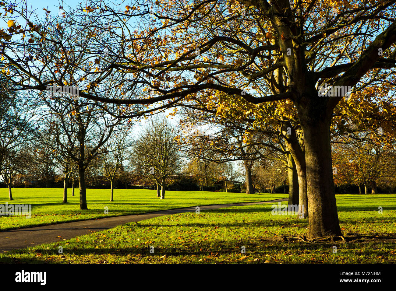 Ein herbstlicher Spaziergang durch einen Park in London. Stockfoto
