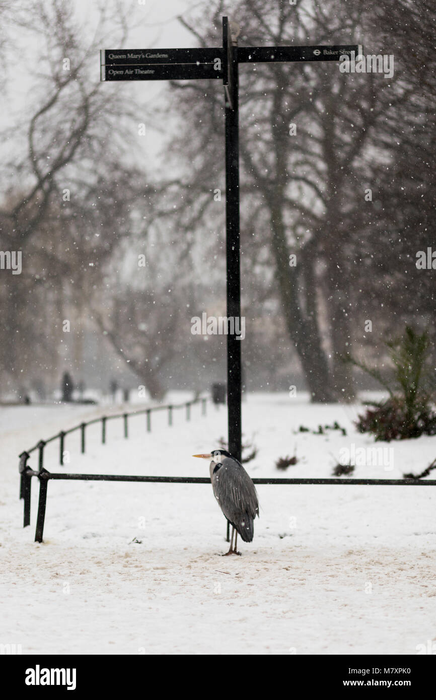 LONDON, UK-März 2018: Graureiher im Londoner Regent's Park während der seltenen Schneefälle Stockfoto