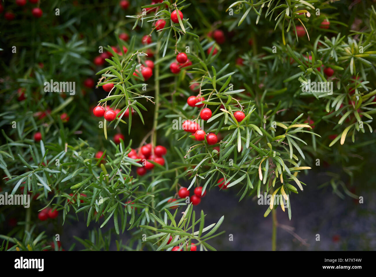 Asparagopsis densiflora Fotos und Bildmaterial in hoher Auflösung Alamy