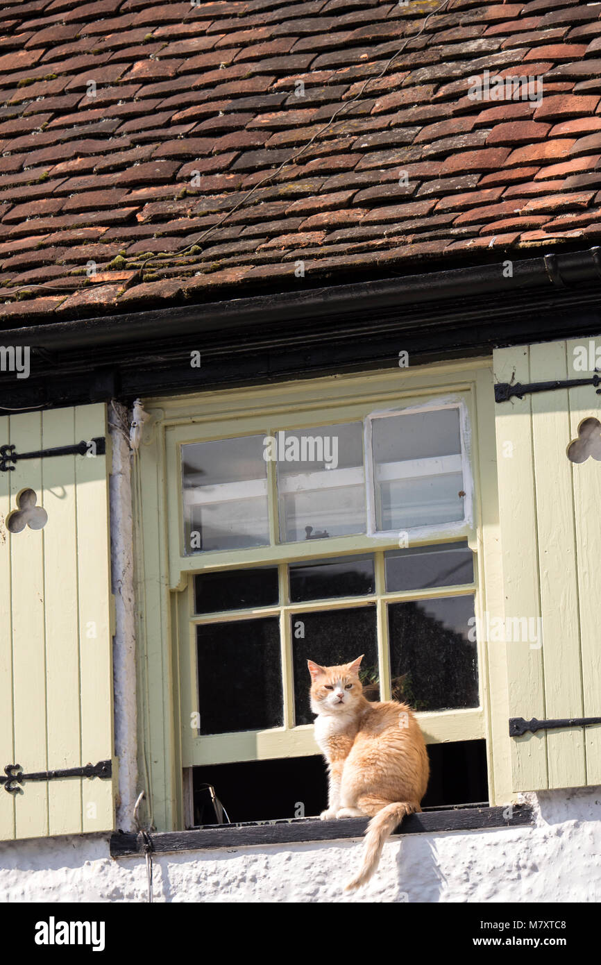 Katze auf Fensterbank Stockfoto