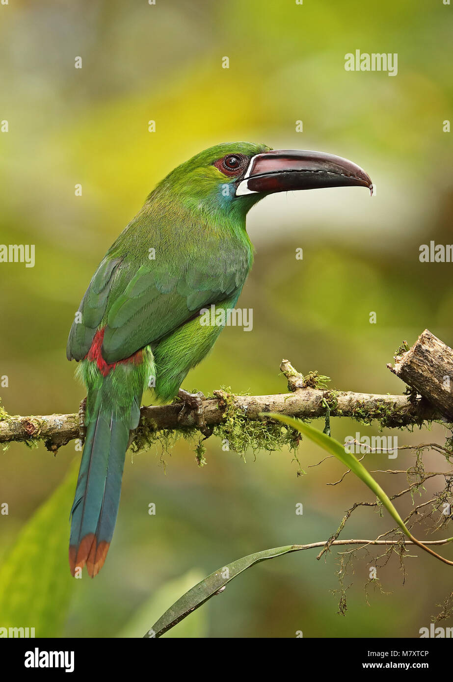 Crimson-rumped haematophygus Toucanet (Aulacorhynchus) Erwachsenen auf dem Zweig Nono-Mindo Straße, Ecuador Februar gehockt Stockfoto