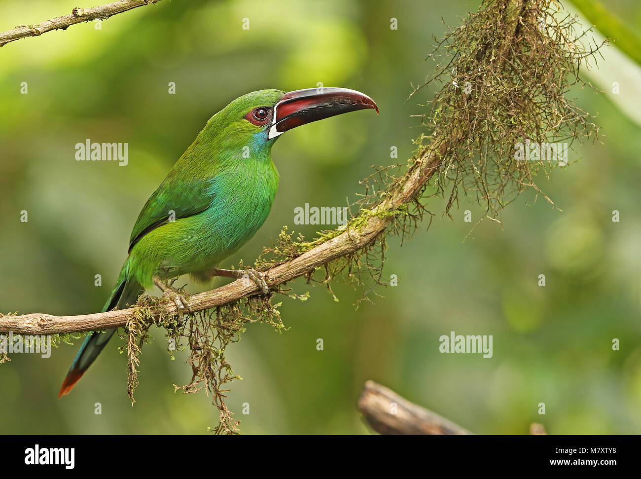 Crimson-rumped haematophygus Toucanet (Aulacorhynchus) Erwachsenen auf dem Zweig Nono-Mindo Straße, Ecuador Februar gehockt Stockfoto