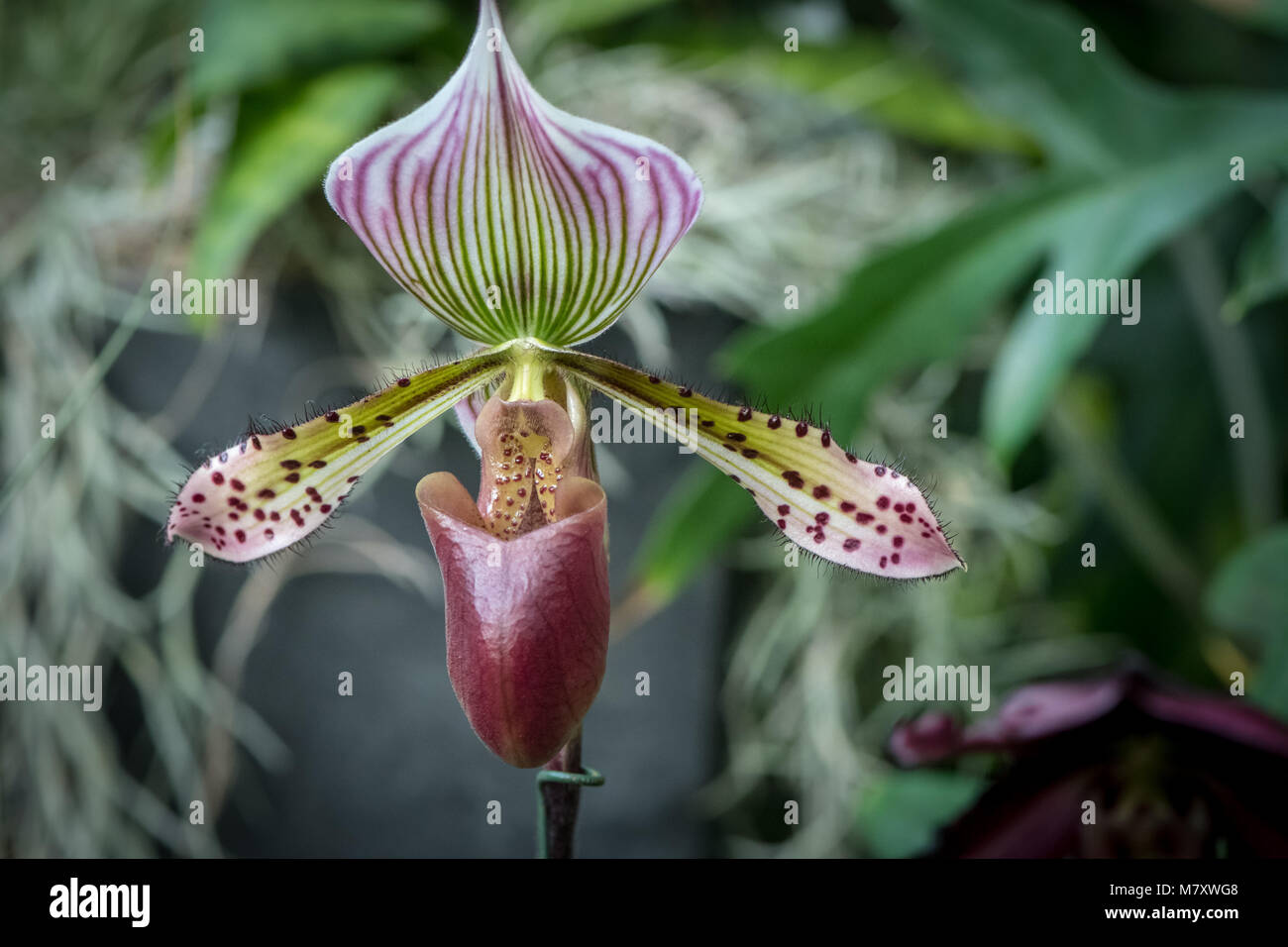 Lady Slipper orchid (cypripedioideae) Stockfoto