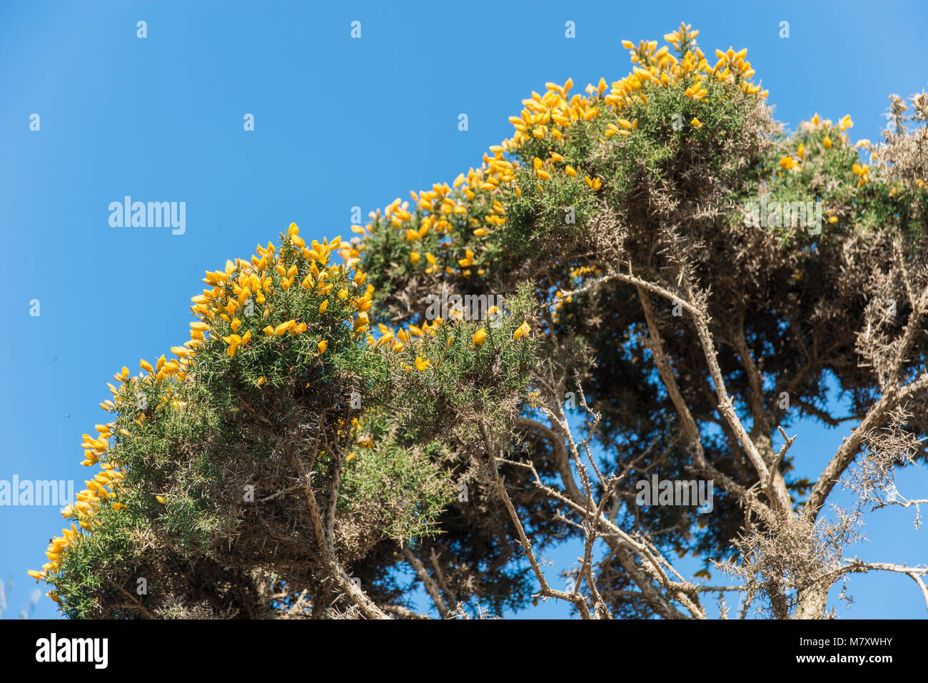 Gelber Ginster Blumen gegen den blauen Himmel Stockfoto