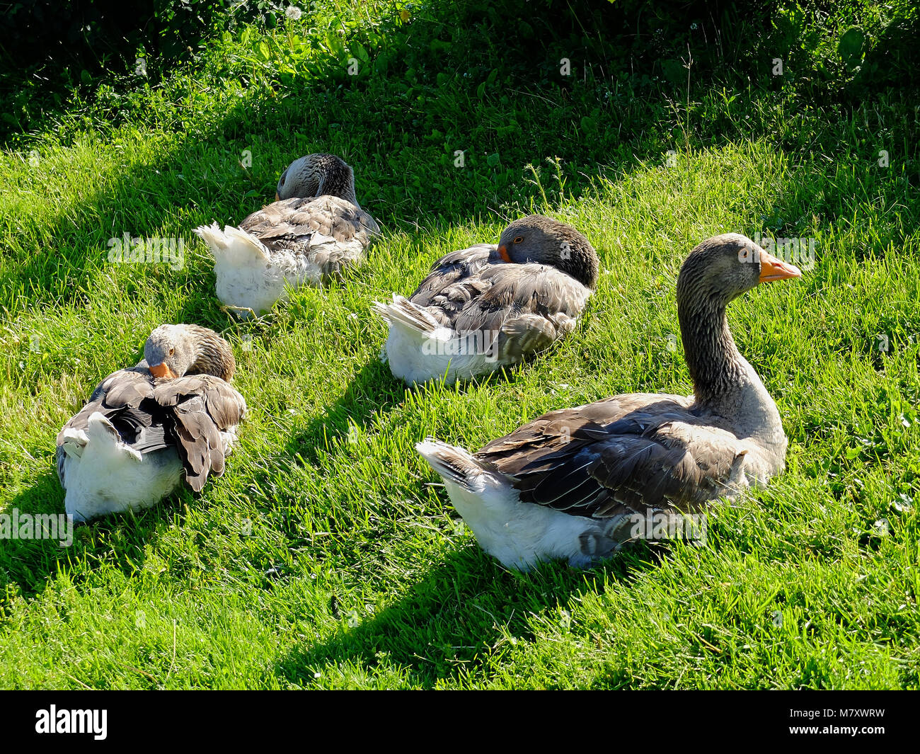 Vier große Gänse saßen auf dem Gras auf der Farm unter Sonnenlicht Reinigung Federn Stockfoto