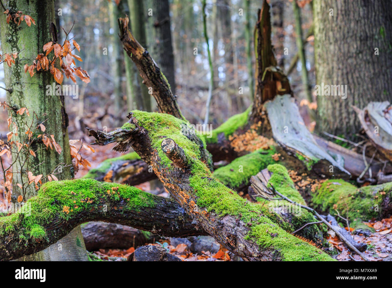 Mit grünem Moos und gelb-braune Kruste Pilz, Stereum Hirsutum, ist ein saprofyt und wächst auf totem Holz Stockfoto