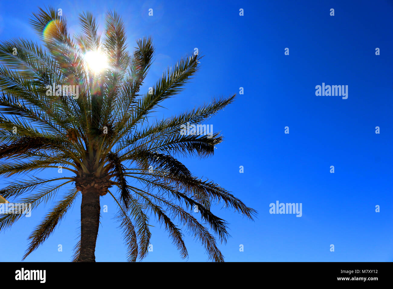 Palmen in der Sonne Stockfoto