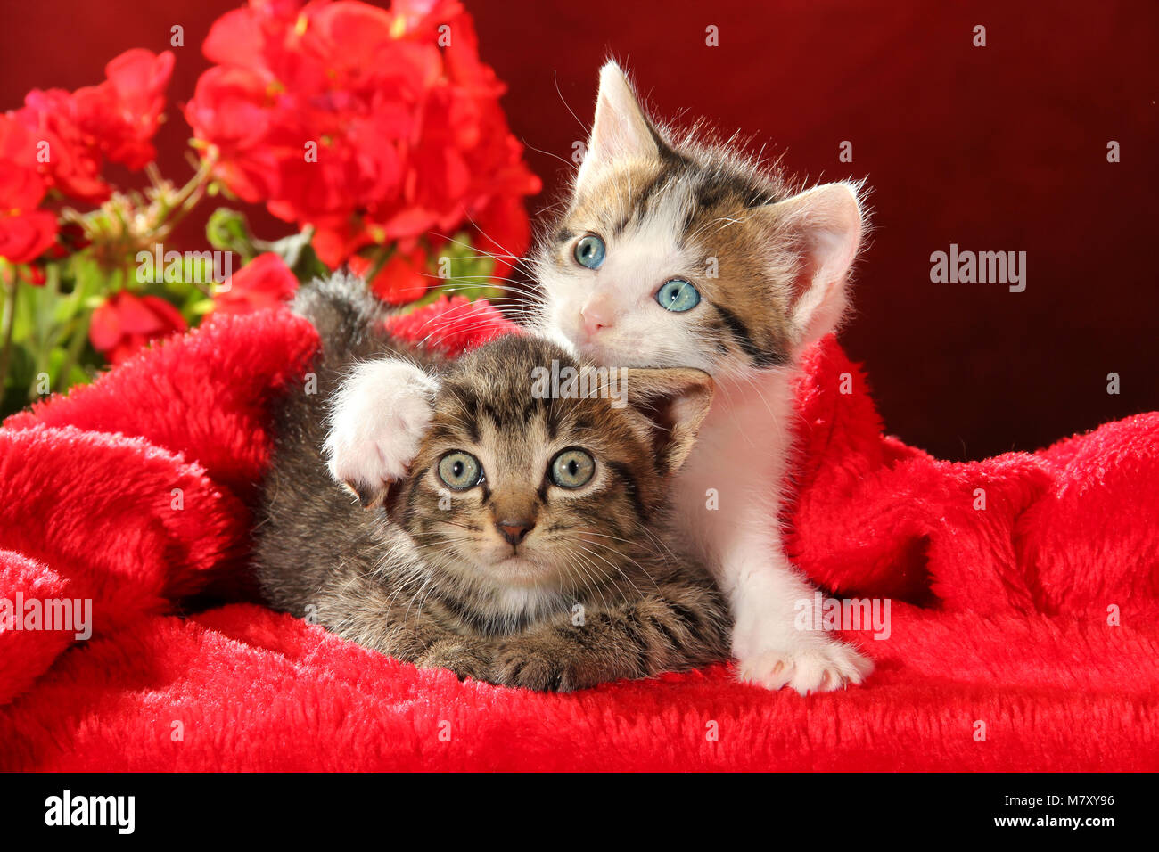 Zwei süße Kätzchen liegen auf einem roten Teppich mit roten Blumen Stockfoto