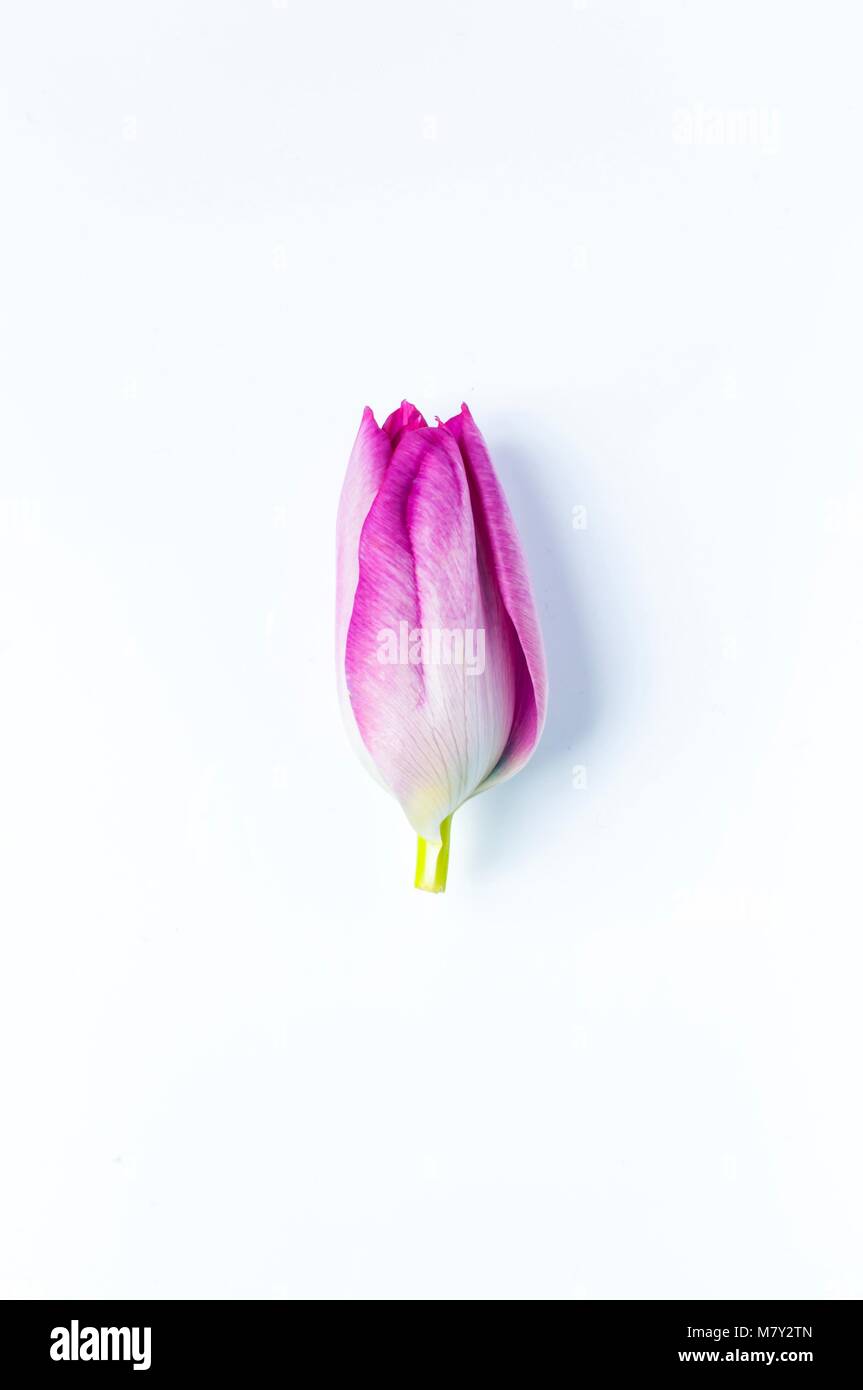Eine einheitliche, fest eingerollt, pink tulip Kopf Stockfoto
