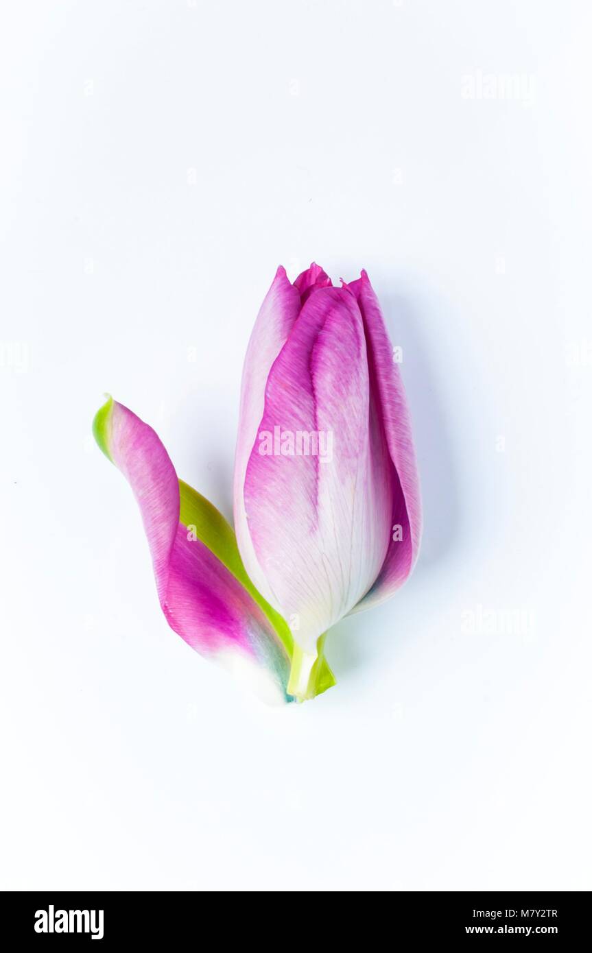 Eine einzelne, pink tulip Kopf mit einem Blütenblatt fallen weg Stockfoto