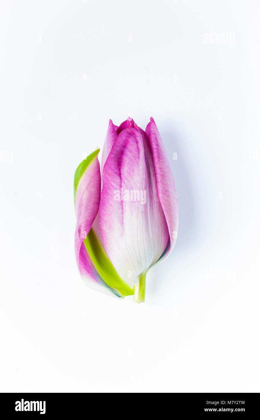 Eine einzelne, pink tulip Kopf mit einem Blütenblatt fallen weg Stockfoto