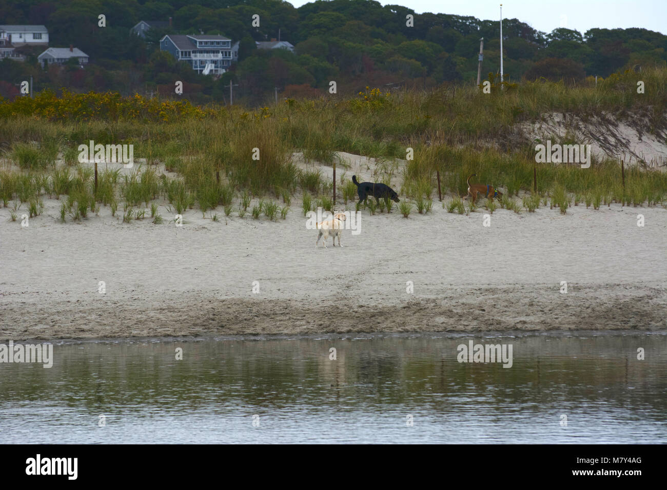Strand für Menschen und Hunde. Stockfoto