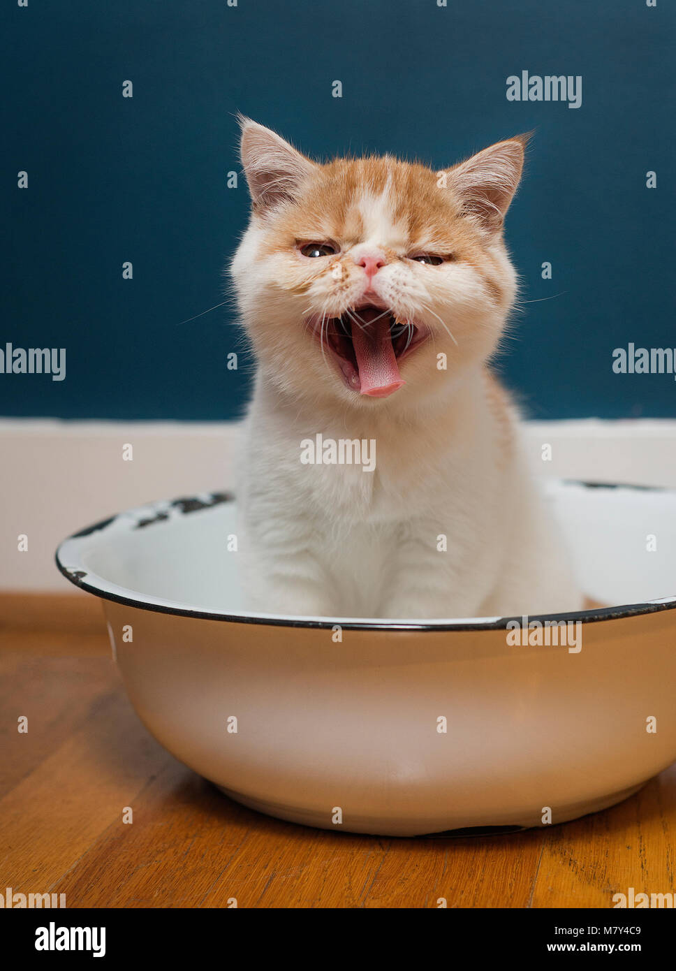 Eine junge Exotic Shorthair kitten in einer Schüssel sitzen. (8 Wochen alt) Stockfoto