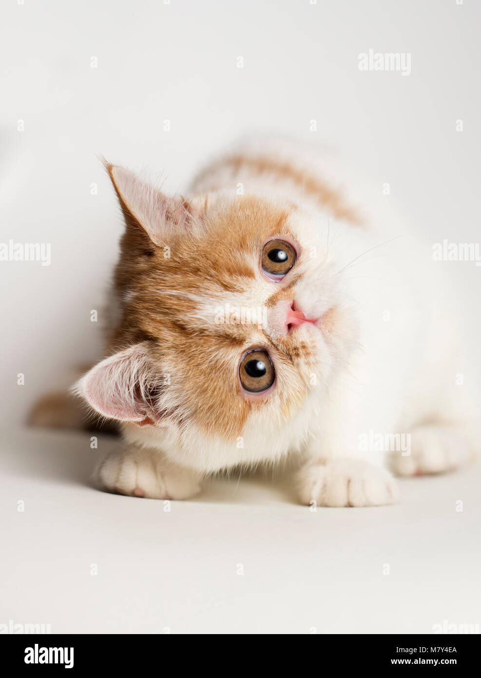 Ein Exotic Shorthair Kitten suchen (8 Wochen). Stockfoto