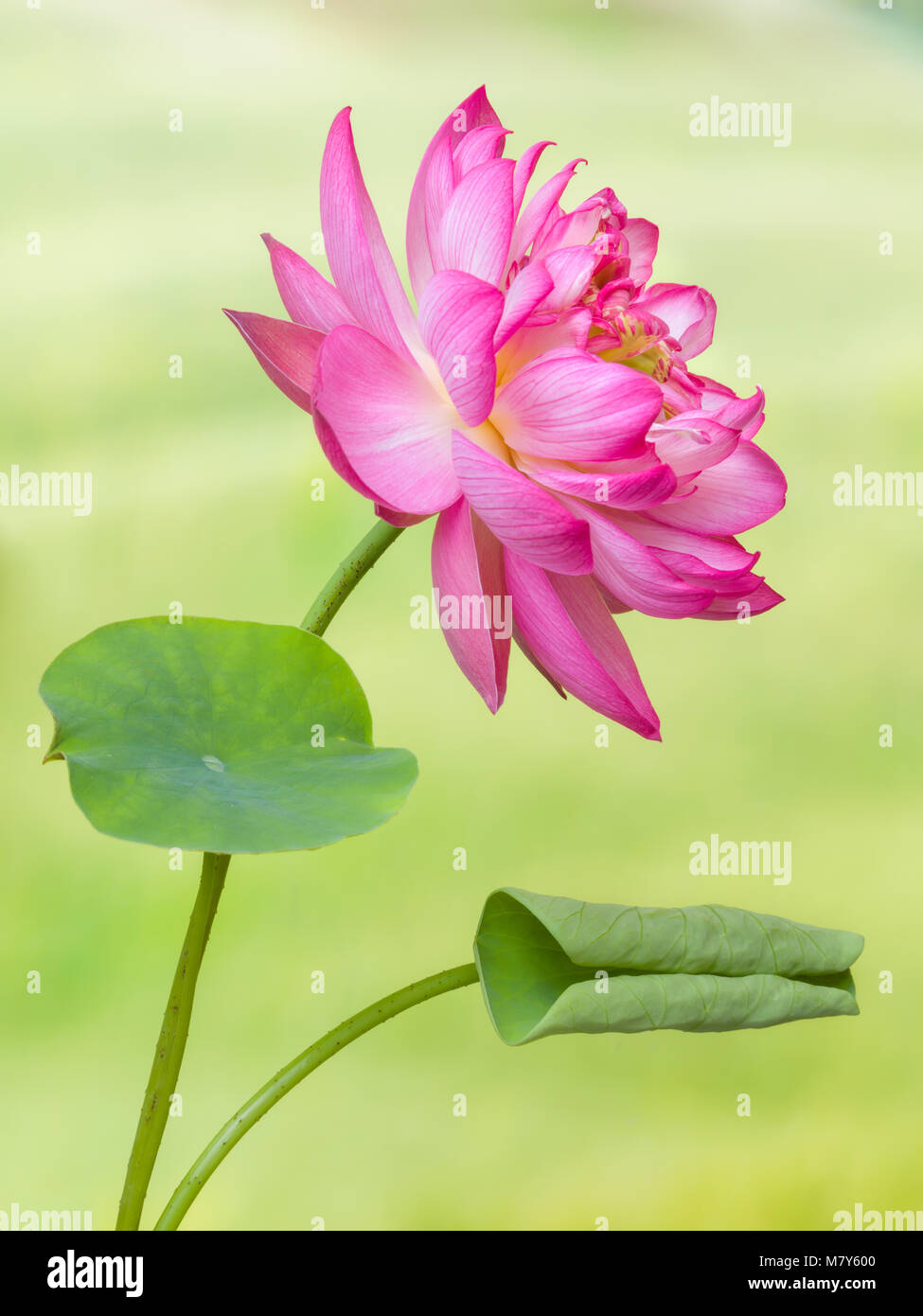 Voller Blüte von einem Lotus Blume benannt Lotus Nelumbo Elite Rot Stockfoto