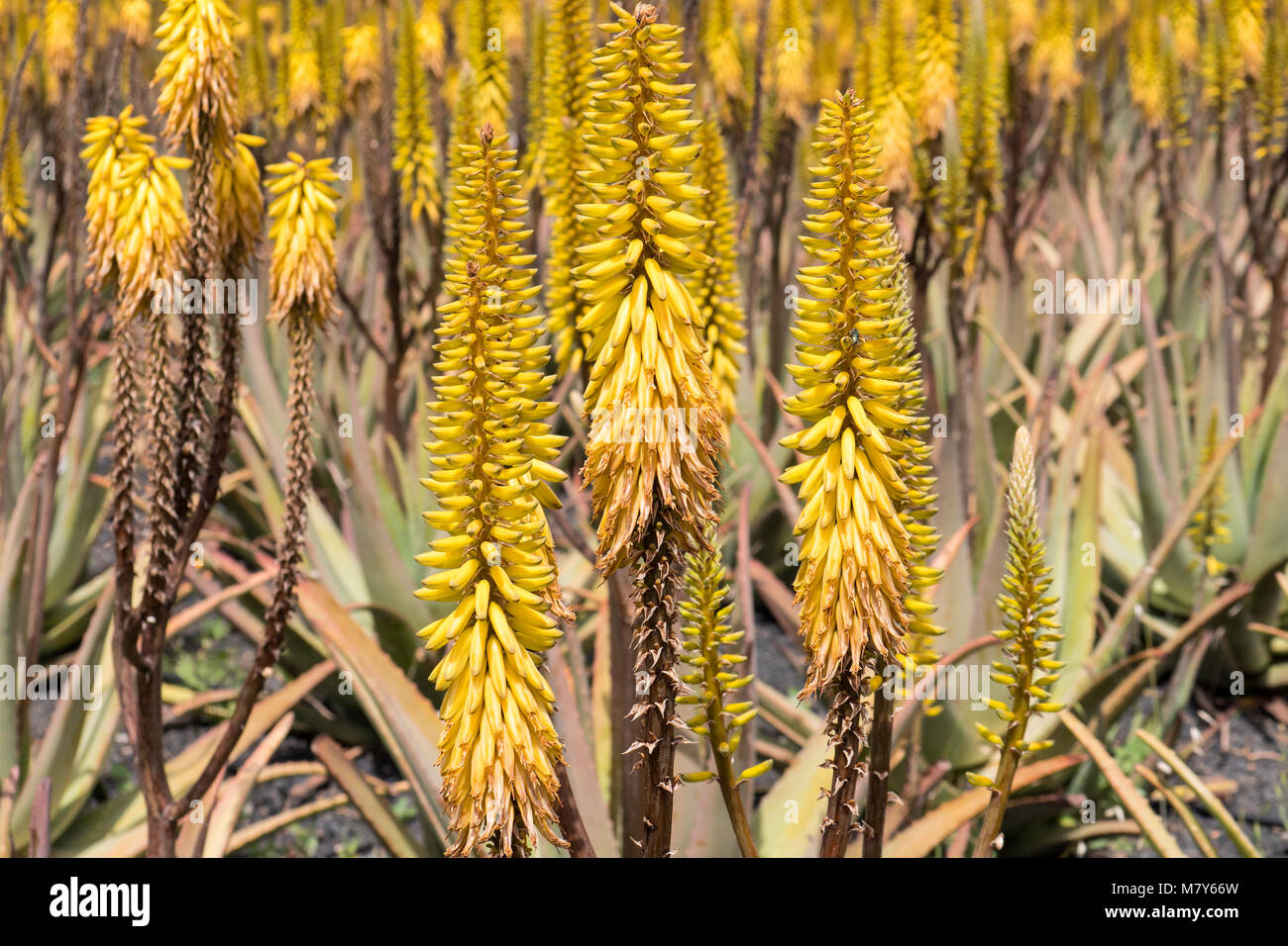 Aloe Vera Pflanzen Fuerteventura Kanarische Inseln Spanien Stockfoto