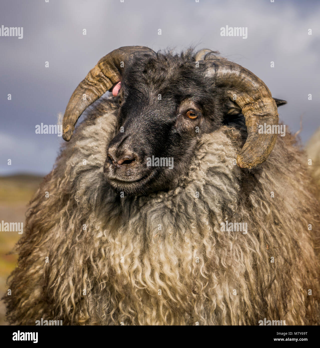 Isländische schwarze Schafe, Herbst round-up, Island Stockfoto