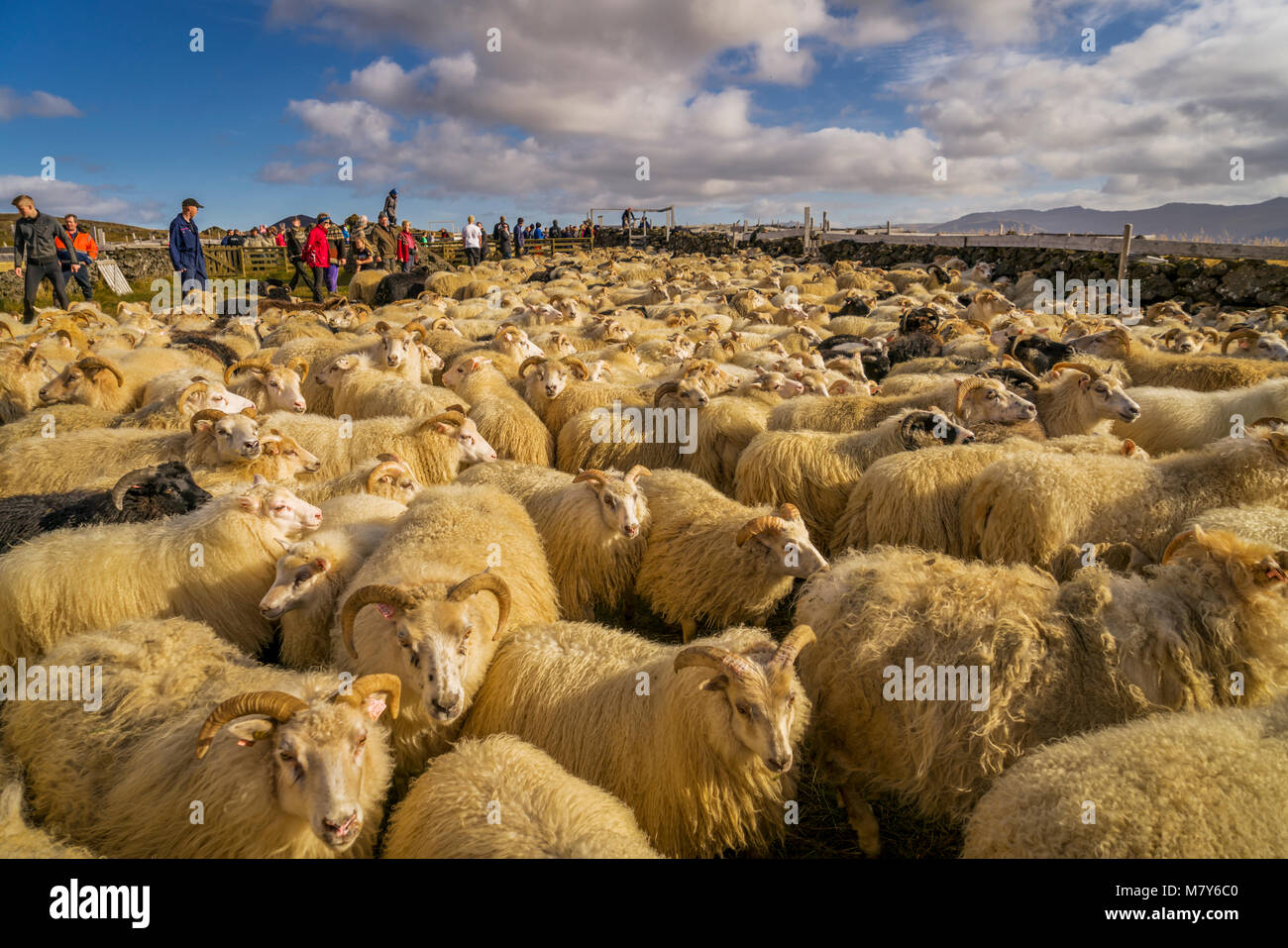 Isländische Schafe, Herbst round-up, Island Stockfoto
