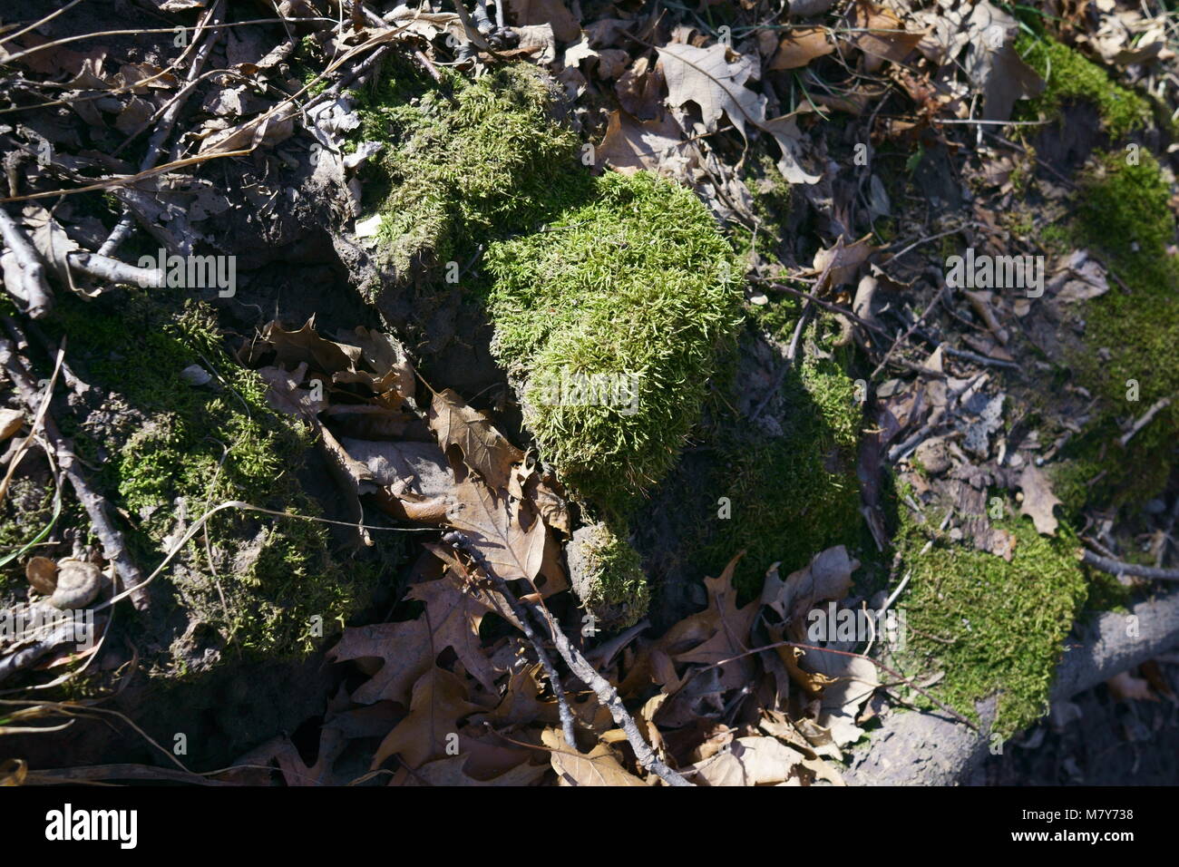 Moos auf einem Wanderweg Stockfoto