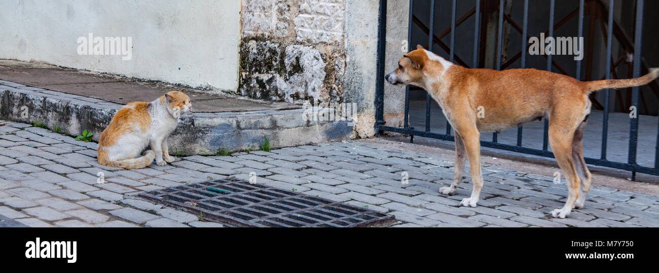 Cat vs Hund Stockfoto