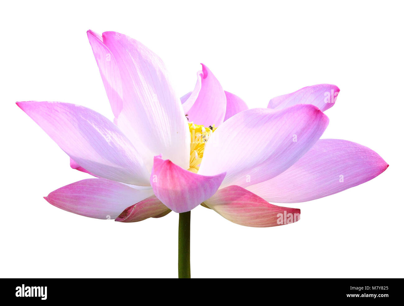 Schöne rosa Lotusblüte isoliert auf weißem Hintergrund. Mit Clipping-Pfad (Lotus verwendet, um Anbetung) gespeichert Stockfoto