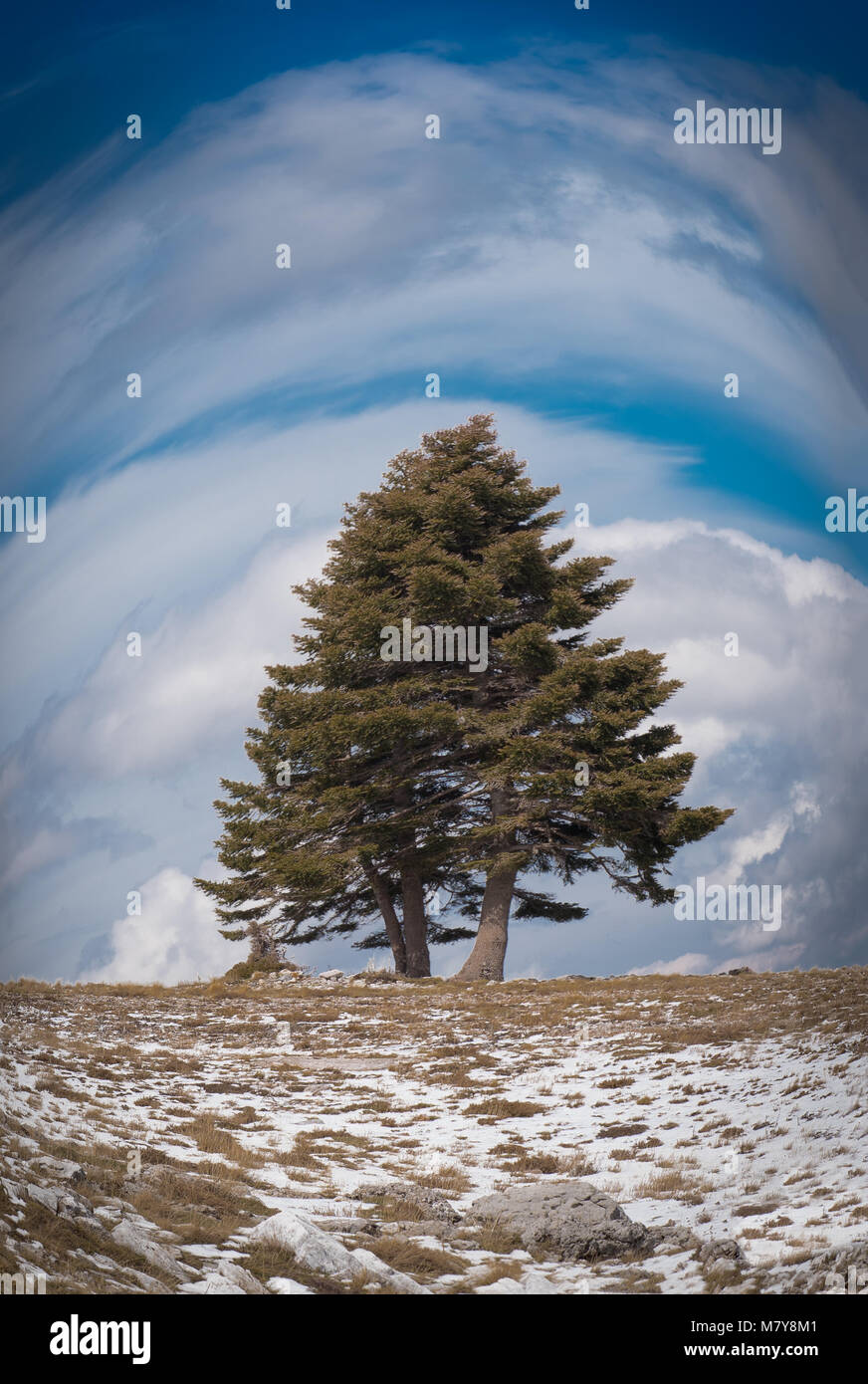 Fischaugenobjektiv eine winty bewölkt Landschaft mit einem einsamen großen Baum, Schnee auf dem Boden unter blauem Himmel und Wolken auf dem Berg Helmos in der Nähe von Kalavryta Stadt Ich Stockfoto
