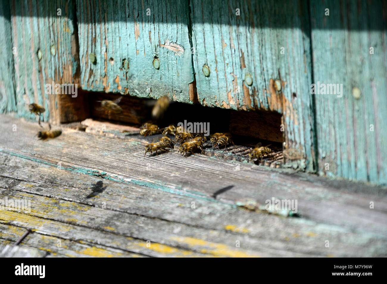 Mehrere Bienen vor einem Bienenhaus Stockfoto