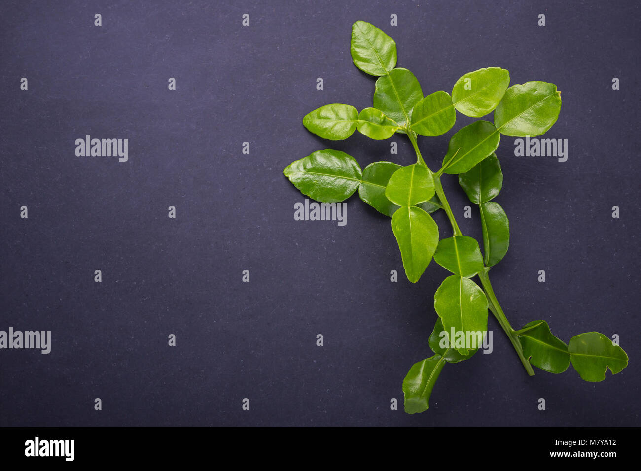 Frische Blätter der Bergamotte Baum oder kaffernlimette Blätter auf Schwarz Stein Tabelle Hintergrund. Ansicht von oben Stockfoto