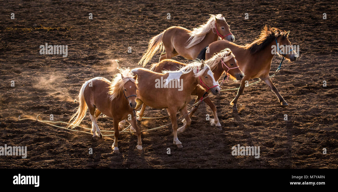 Adorable Ponys läuft mit der schönen Hintergrundbeleuchtung. Die Ponys verloren ihre junior Riders während einem laufenden Wettbewerb. Stockfoto