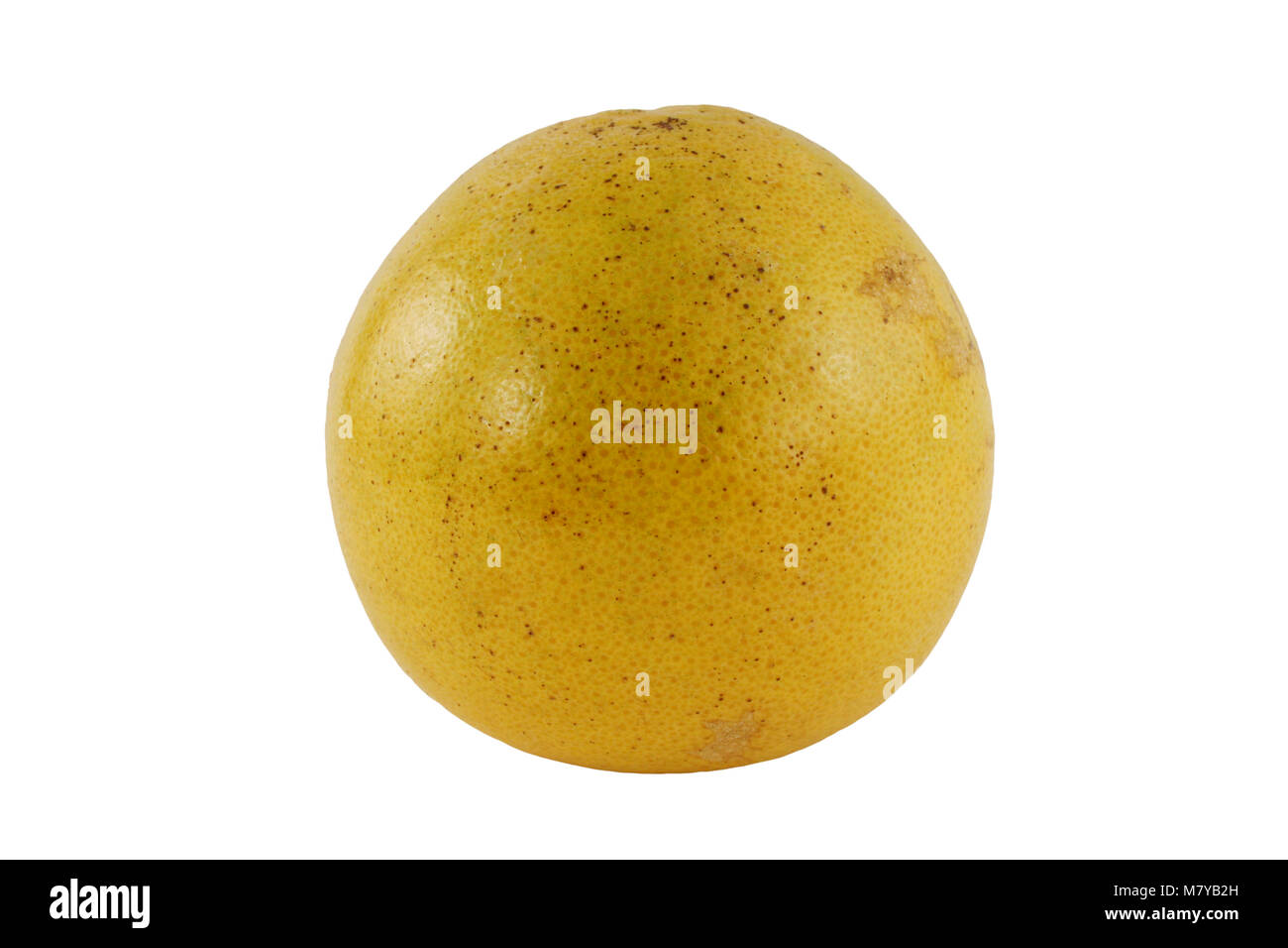 Ein isolierter Grapefruit auf weißem Hintergrund Stockfoto