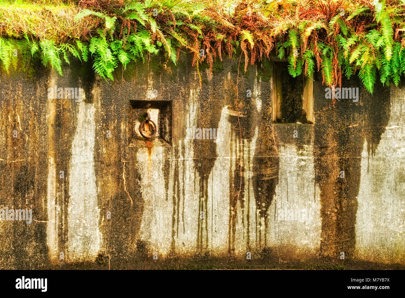 Außenwand eines Bunkers verwitterten der Jahre von Küsten- und toped mit wild Ferns Stockfoto