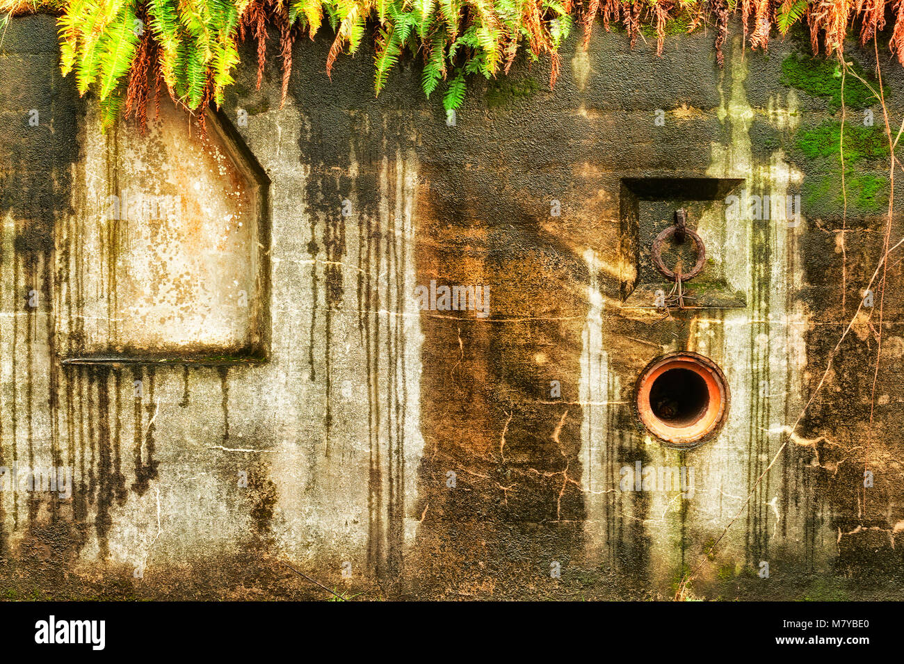Außenwand eines Bunkers verwitterten der Jahre von Küsten- und gekrönt mit wild Ferns Stockfoto