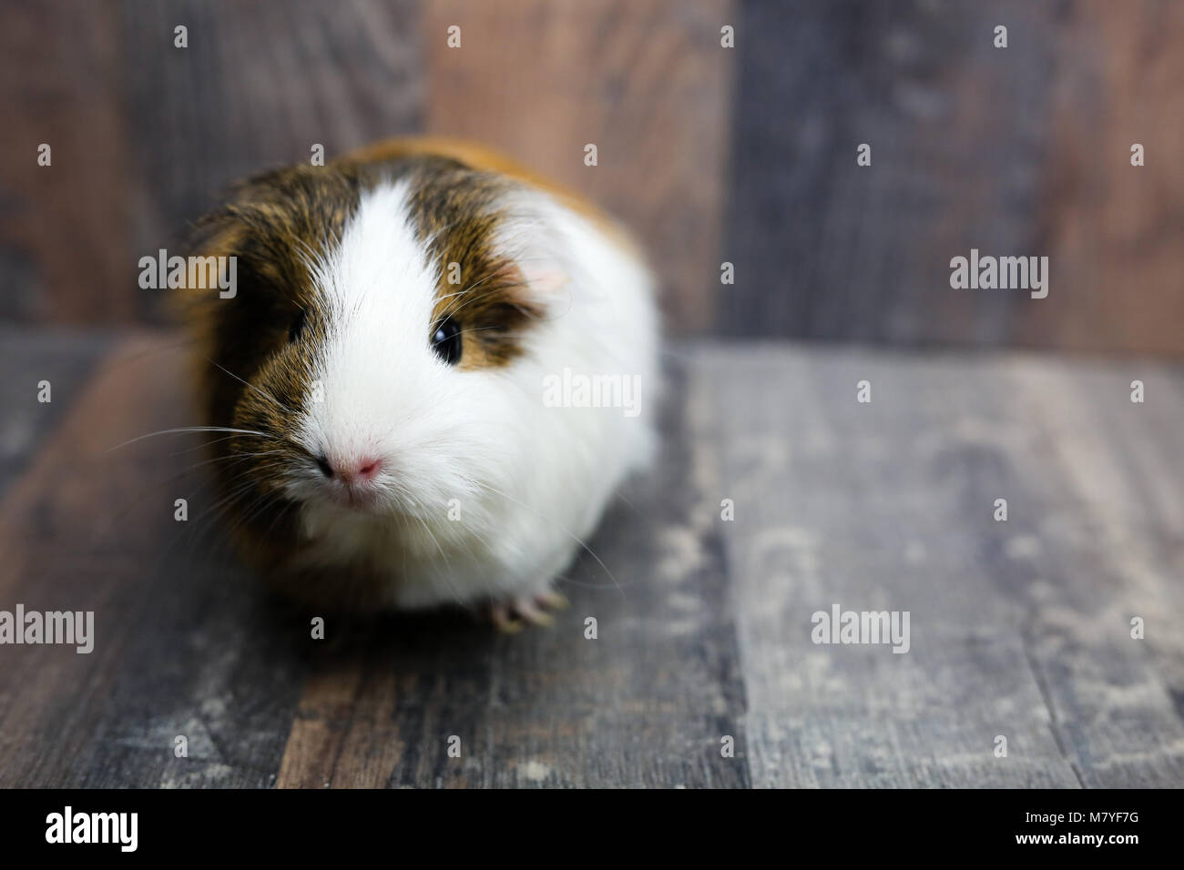 Г„quatoriale Meerschweinchen aus