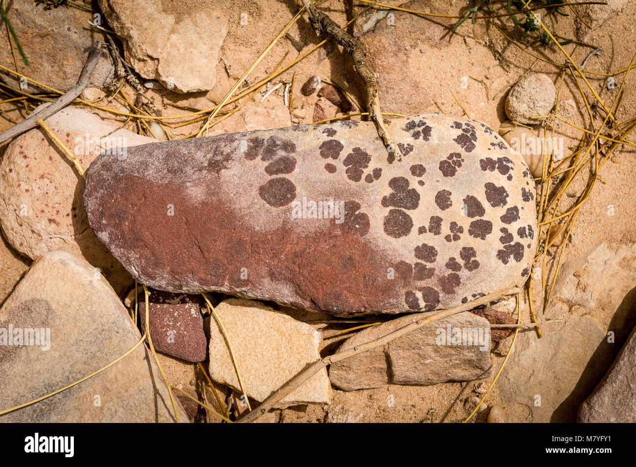 Solide Eisen - Stein mit Flecken im Wadi Rum Wüste in Jordanien gefunden. Stockfoto
