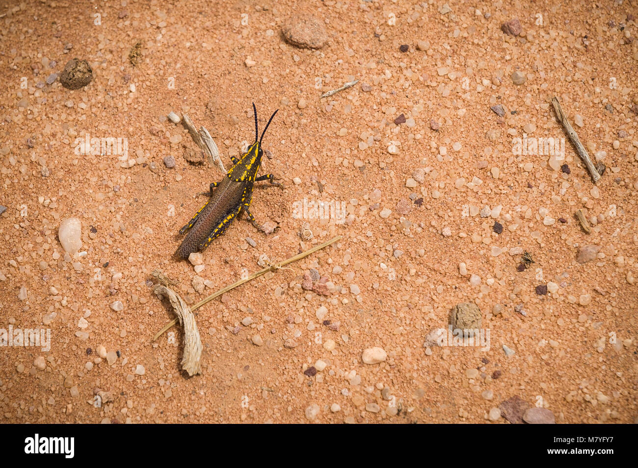 Grasshopper mit gelben Linien auf seinem Körper im Wadi Rum Wüste in Jordanien gefunden. Stockfoto