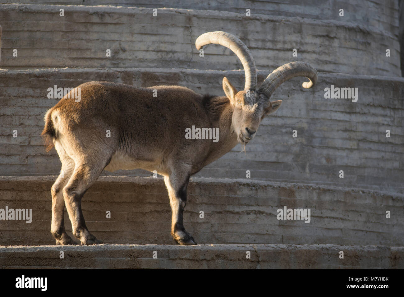 Capra pyrenaica - Männlich Stockfoto