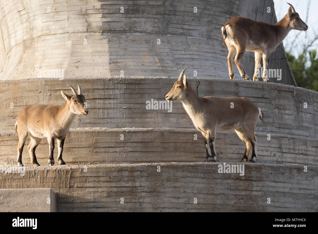 Gruppe von Capra pyrenaica Stockfoto