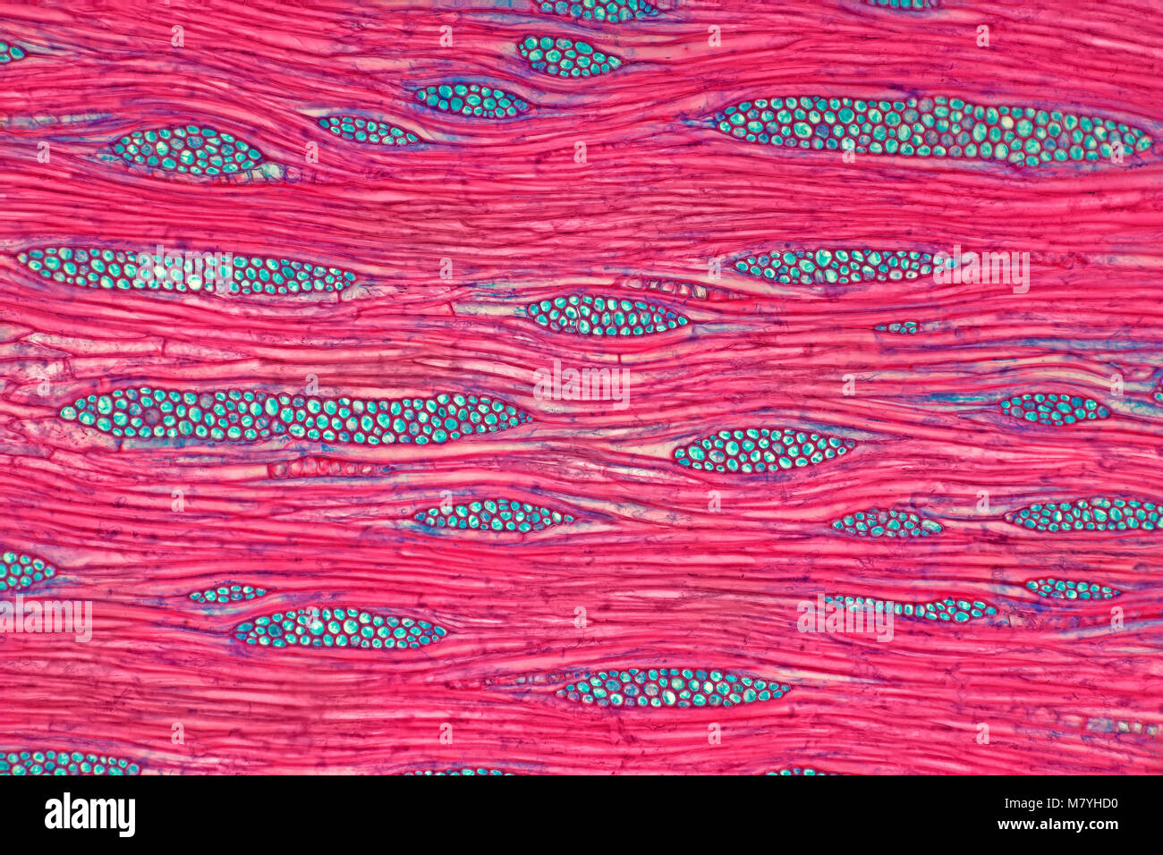 Albizia julibrissin Mimosa, Holz, hellfeld photomicrograph Stockfoto