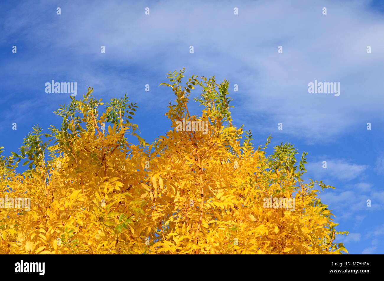 Sonnige Herbst Tage und blauer Himmel in Irland Stockfoto