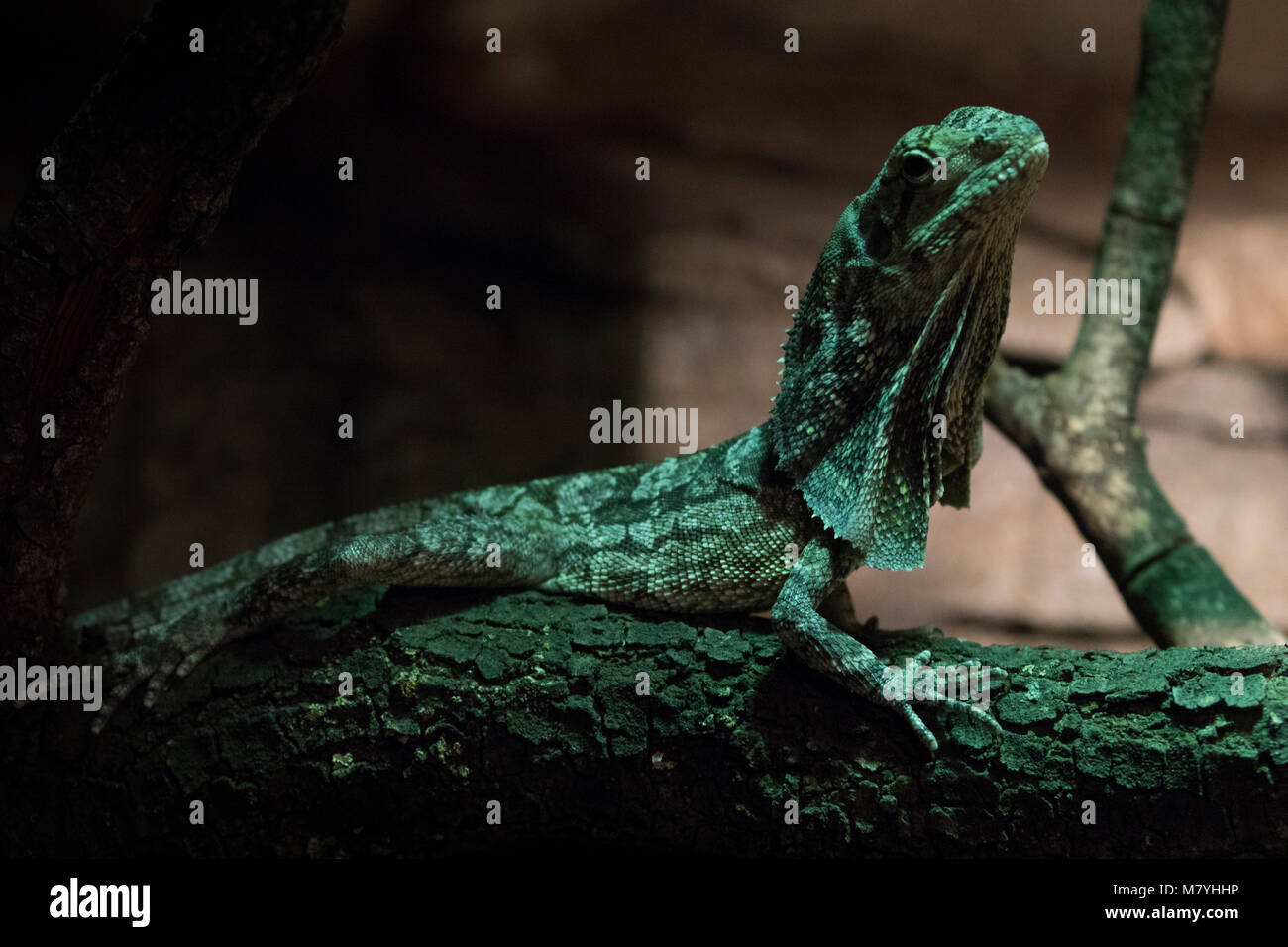 Frilled Lizard in einem Terrarium Stockfoto