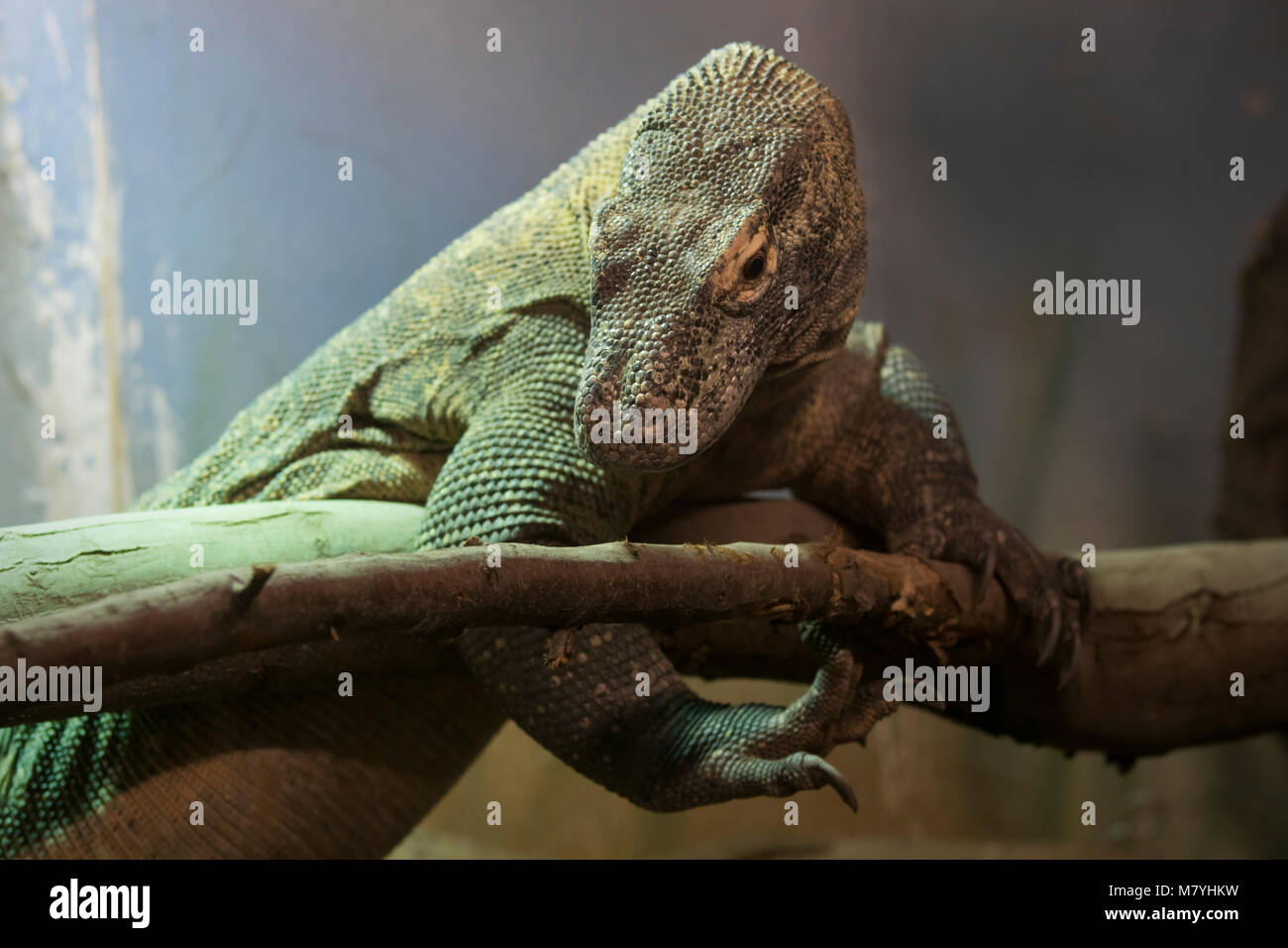 Komodo Dragon in einem Terrarium Stockfoto