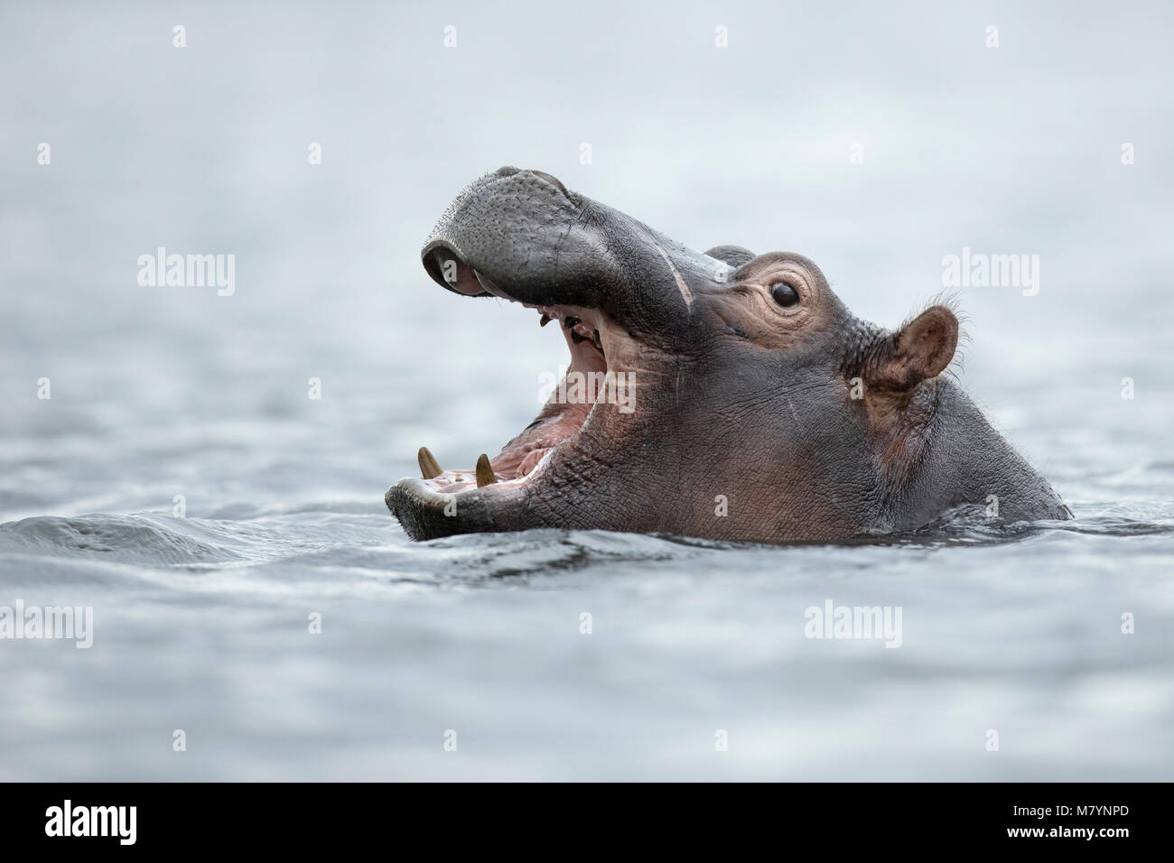 Hippo im Chobe National Park, Botswana Stockfoto