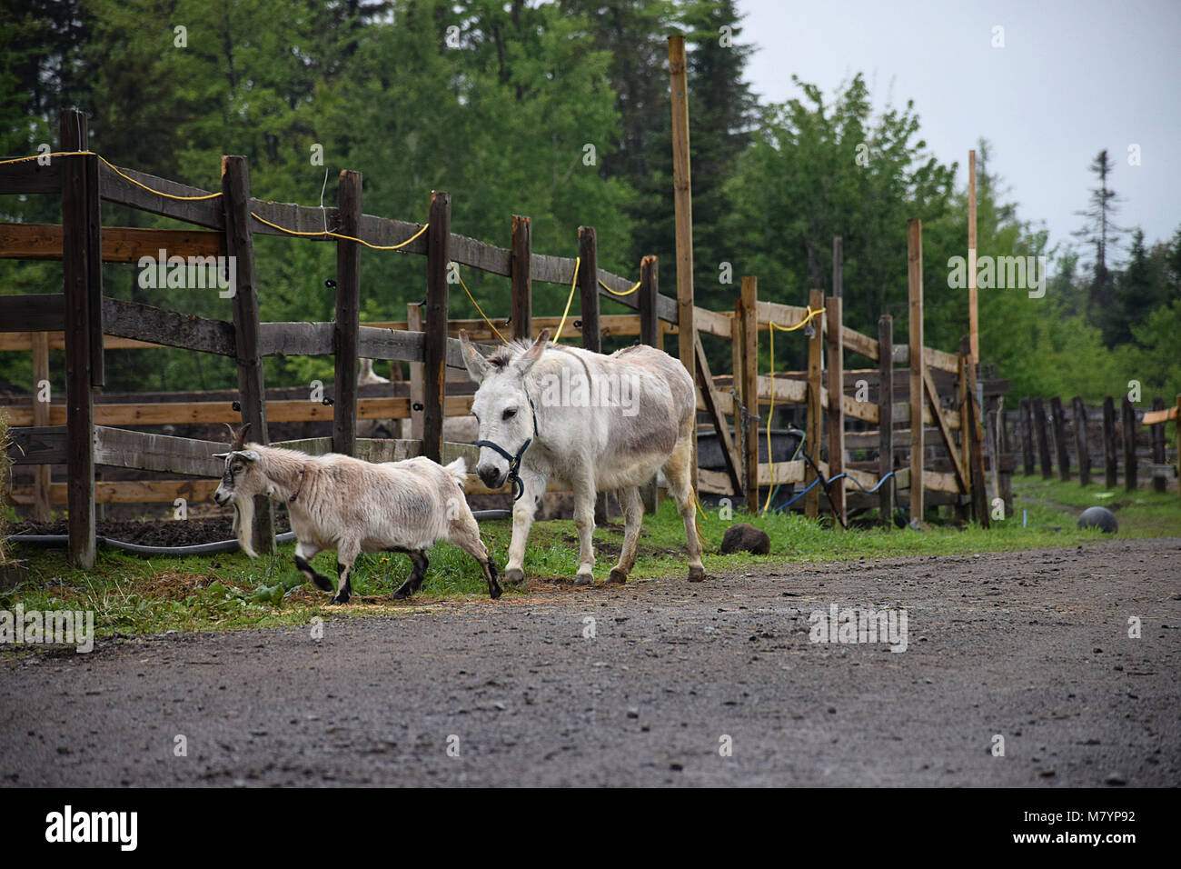 Einen Esel und eine Ziege auf dem Bauernhof mit einem hölzernen Zaun im Hintergrund Stockfoto