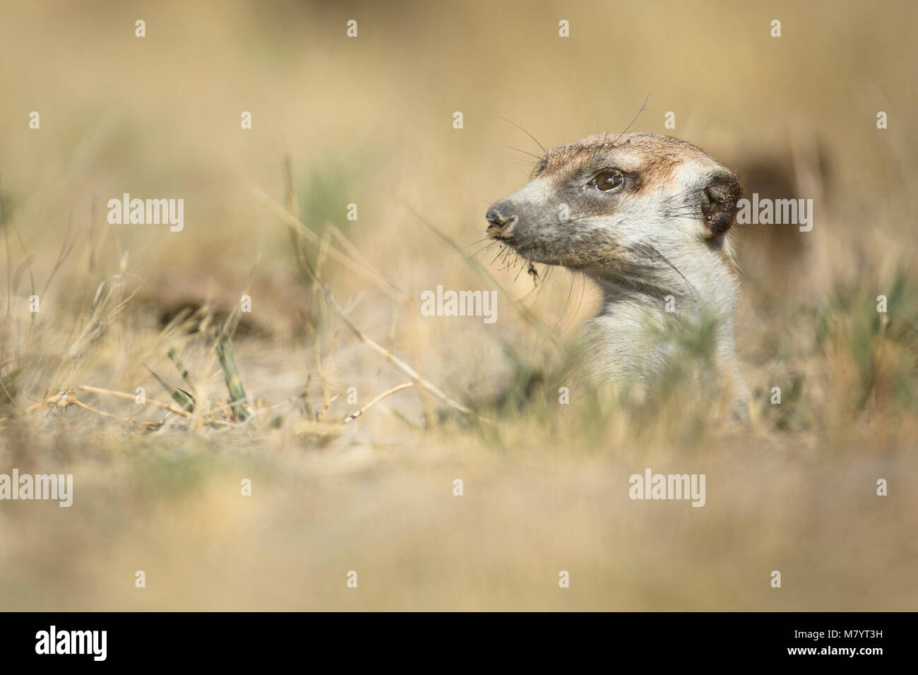 Porträt von einem Erdmännchen Stockfoto