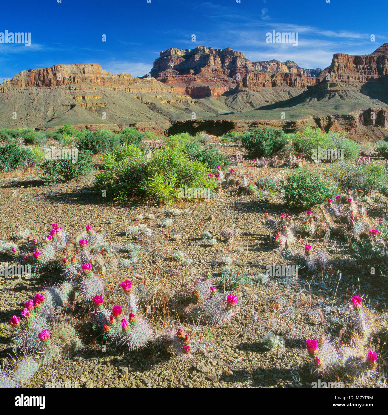 Feigenkaktus, Tonto Plateau, Grand Canyon National Park, Arizona Stockfoto
