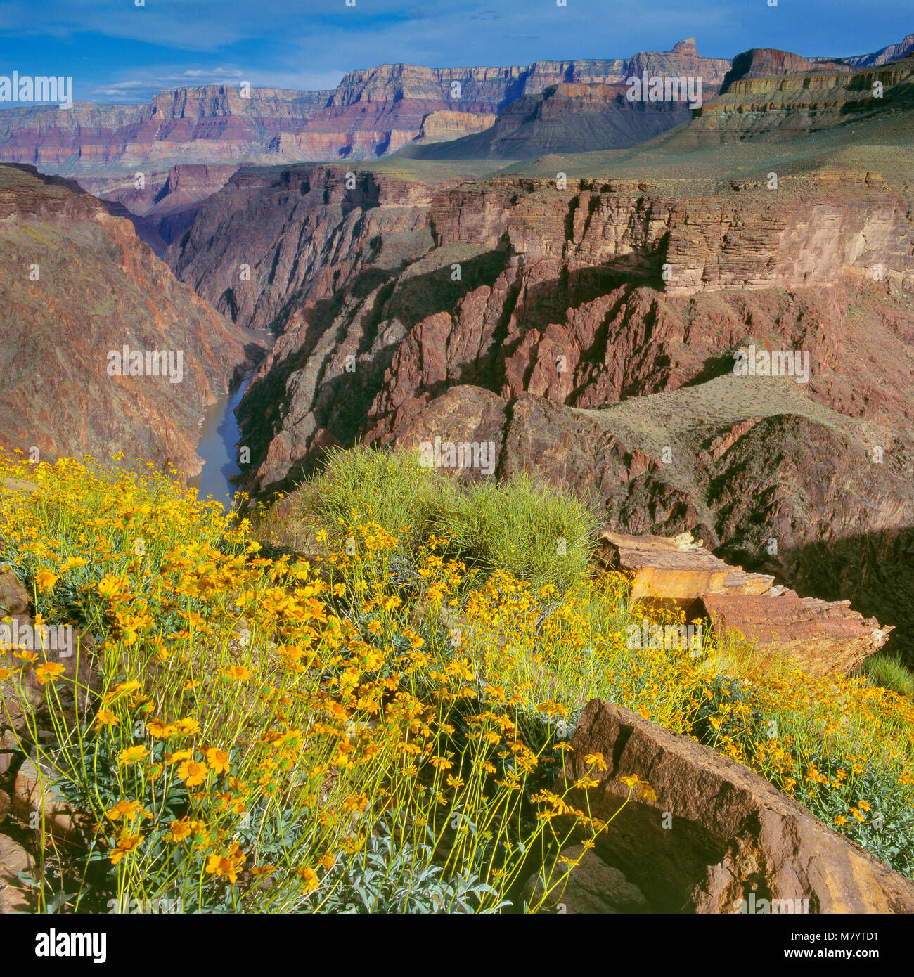 Brittlebush, Encelia farinosa, Tonto Plateau, Grand Canyon National Park, Arizona Stockfoto