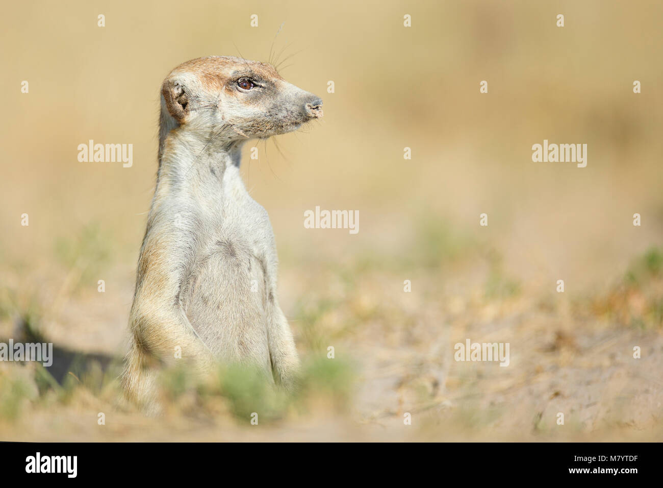 Porträt von einem Erdmännchen Stockfoto